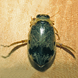 Eretes sticticus